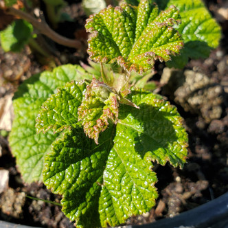 Rubus 'Betty Ashburner' (CREEPING RASPBERRY)