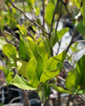 Prunus Caroliniana (CAROLINA CHERRY LAUREL)