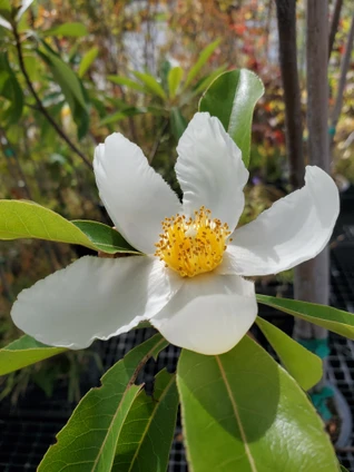 Gordlinia Grandiflora (HYBRID FRANKLIN TREE)
