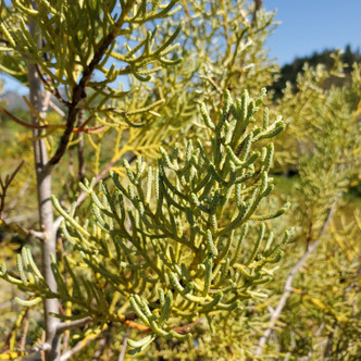 Cupressus arizonica var. glabra 'Carolina Sapphire' (SILVER-BLUE CYPRESS)