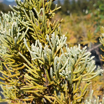 Juniperus scopulorum 'Moonglow' (MOONGLOW JUNIPER)