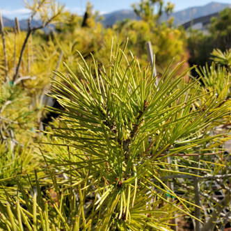 Pinus Bungeana (LACEBARK PINE)