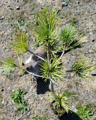 Pinus monticola (WESTERN WHITE PINE)