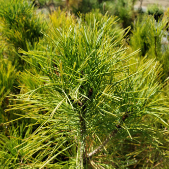 Pinus resinosa (EASTERN RED PINE)