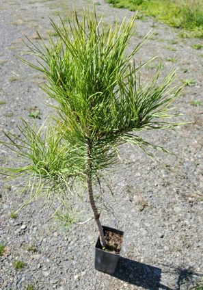 Pinus resinosa (EASTERN RED PINE)