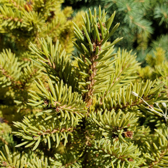 Picea crassifolia (QINGHAI SPRUCE)