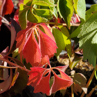 Parthenocissus quinquefolia 'Engelmannii' (ENGELMAN'S VIRGINIA CREEPER)