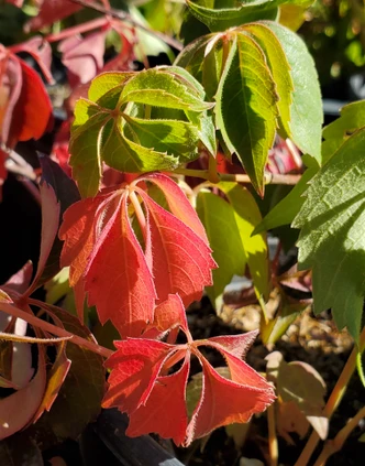 Parthenocissus quinquefolia 'Engelmannii' (ENGELMAN'S VIRGINIA CREEPER)