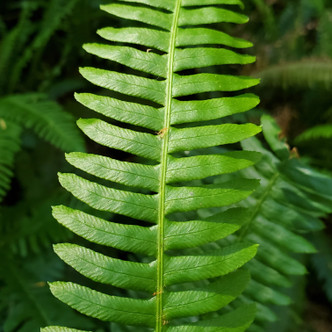 Struthiopteris spicant (DEER FERN)