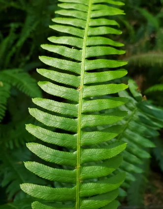 Struthiopteris spicant (DEER FERN)