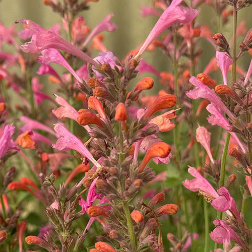 DWARF HUMMINGBIRD MINT Agastache  (Kudos Ambrosia)