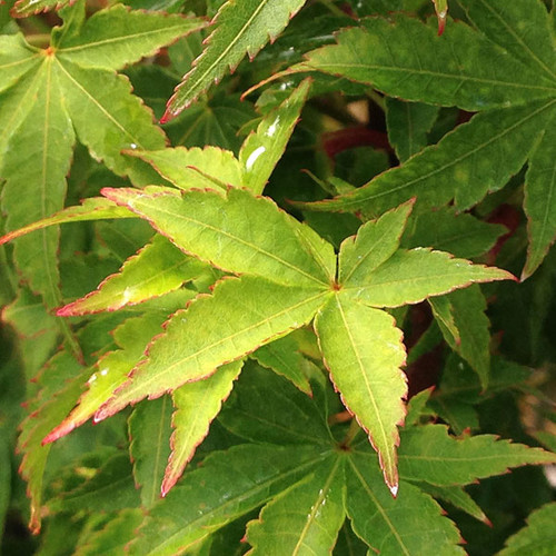 JAPANESE MAPLE Acer palmatum (Winter Flame)