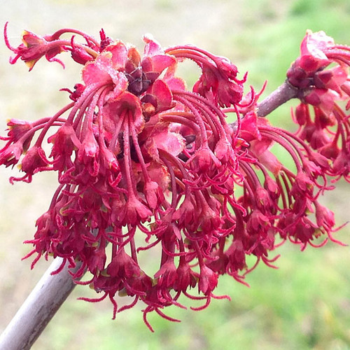 RED SUNSET RED MAPLE Acer rubrum (Red Sunset)