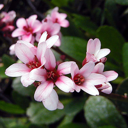 DWARF CORAL-PINK PIGSQUEAK Bergenia  (Pink Dragonfly)