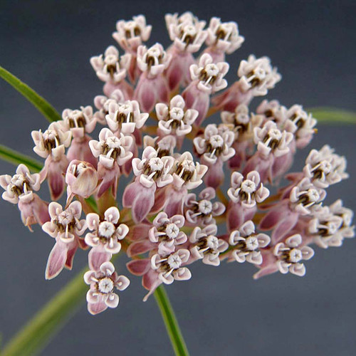 NARROW-LEAVED MILKWEED  Asclepias fascicularis