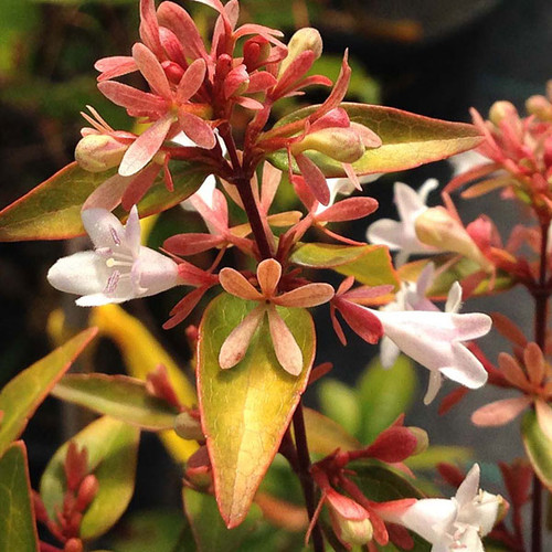 GOLDEN ABELIA (Abelia grandiflora) "Frances Mason"
