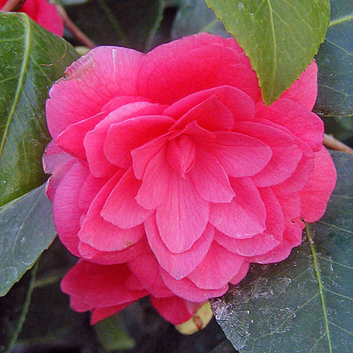 CAMELLIA Camellia  (April Kiss)