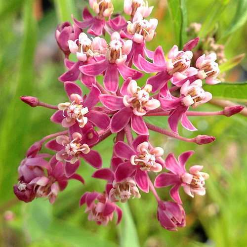 SWAMP MILKWEED Asclepias incarnata