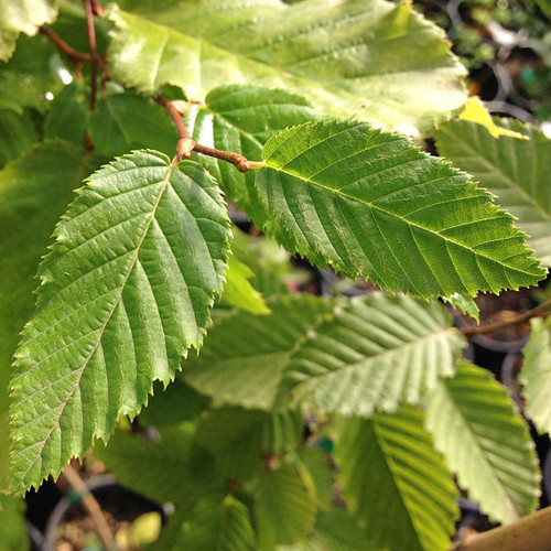 EUROPEAN HORNBEAM Carpinus betulus