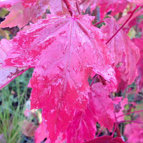 FASTIGIATE FREEMAN MAPLE Acer freemanii (Armstrong)