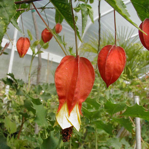 HARDY ABUTILON