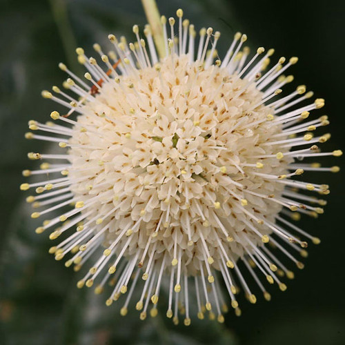 COMPACT BUTTONBUSH Cephalanthus occidentalis (Sugar Shack)