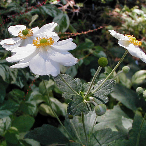 WHITE JAPANESE ANEMONE Anemone hybrida (Honorine Jobert)