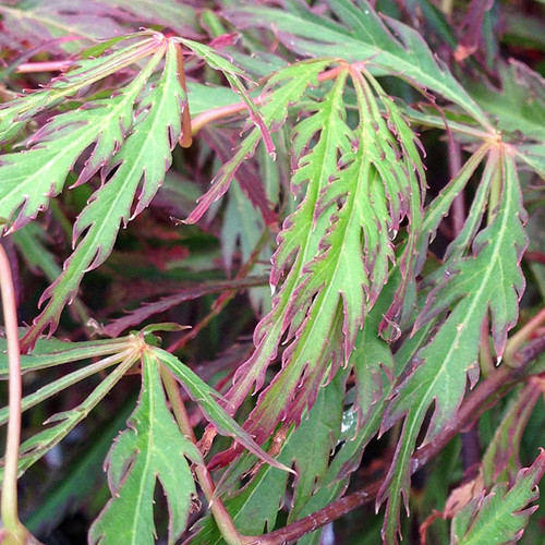JAPANESE MAPLE Acer palmatum (Jeddeloh Orange)