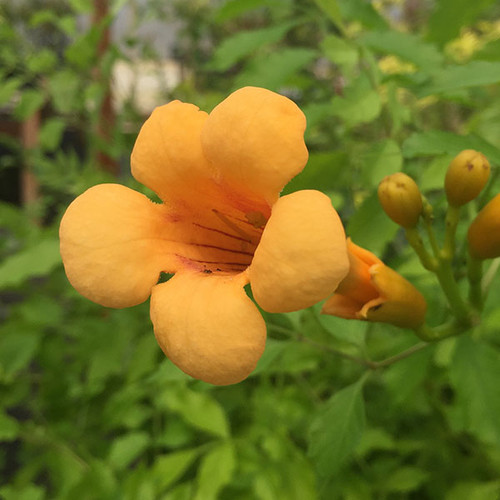 YELLOW TRUMPET VINE Campsis radicans (Judy)