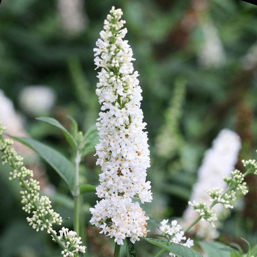 NECTAR BUSH Buddleia  (Miss Pearl)