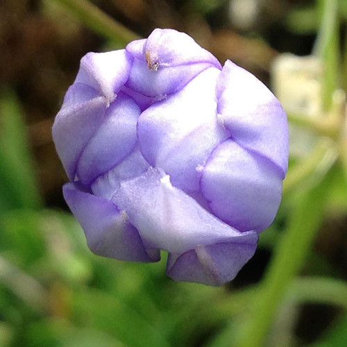 LILY-OF-THE-NILE Agapanthus  (Two Times Blue)