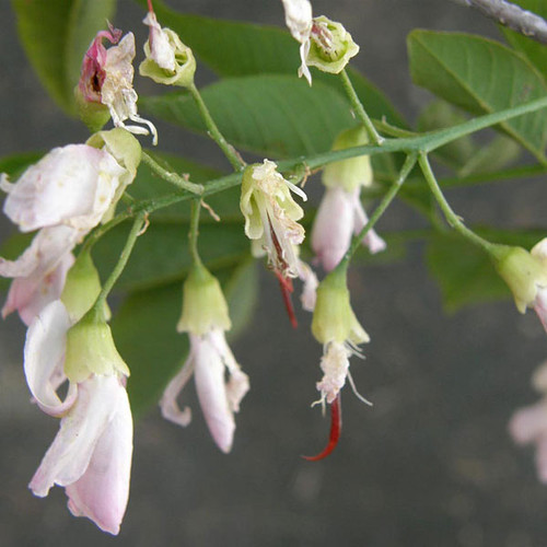 PINK-FLOWERED YELLOWWOOD Cladrastis lutea (Rosea/Perkins)