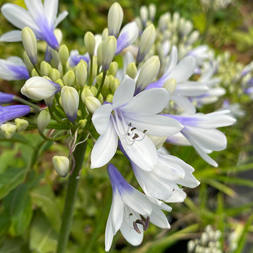 BICOLORED LILY-OF-THE-NILE