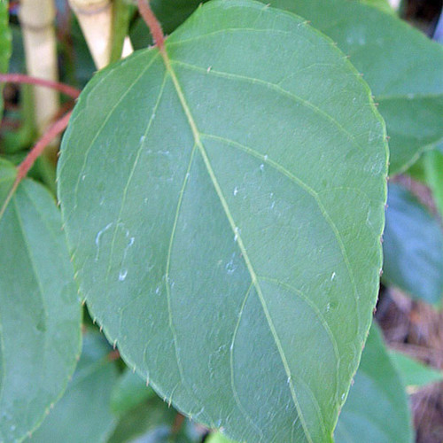 FEMALE HARDY KIWI Actinidia arguta (Geneva)