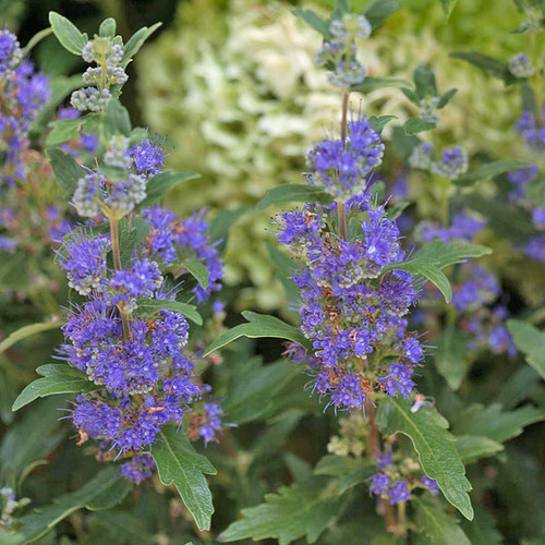 BLUE MIST SHRUB Caryopteris clandonensis (Beyond Midnight)