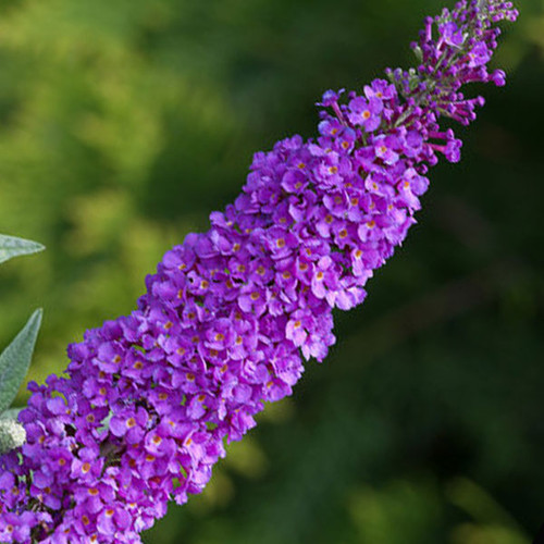 NECTAR BUSH Buddleia  (Miss Violet)
