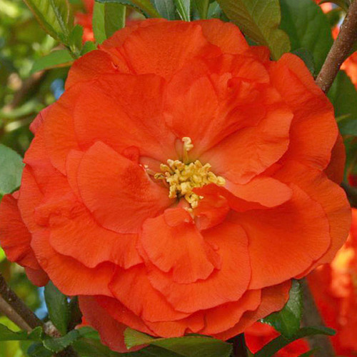 FLOWERING QUINCE Chaenomeles speciosa (Double Take Orange)