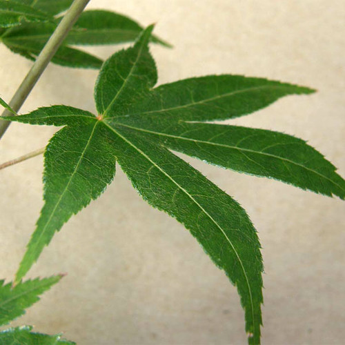 JAPANESE MAPLE Acer palmatum (Korean Gem)