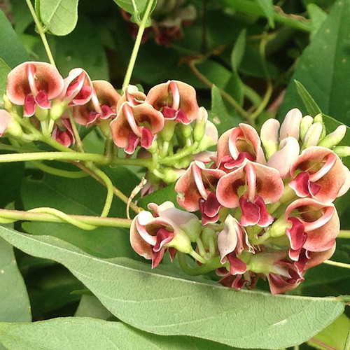 GROUNDNUT Apios americana