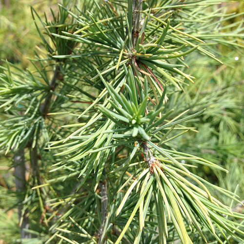 DEODAR CEDAR Cedrus deodara