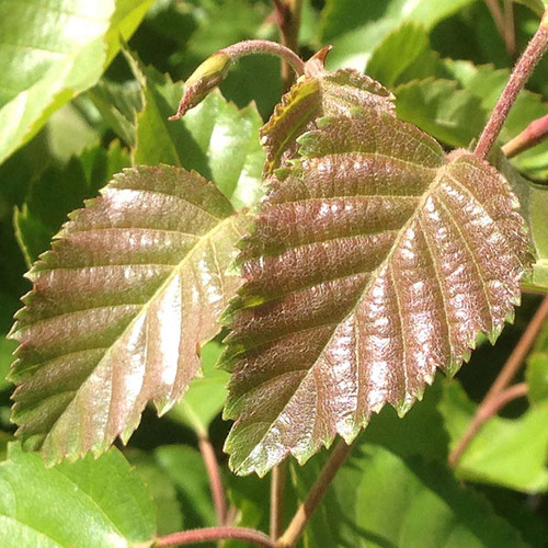 HIMALAYAN WHITE BIRCH Betula utilis (jacquemontii)