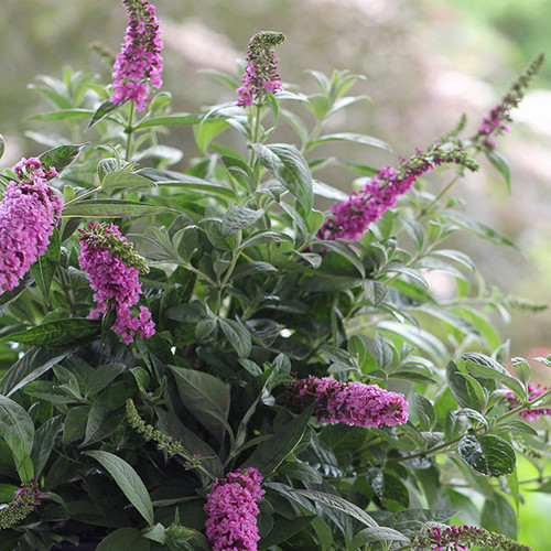 DWARF NECTAR BUSH Buddleia Lo & Behold® (Pink Micro Chip)