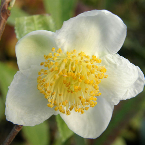 TEA PLANT Camellia sinensis