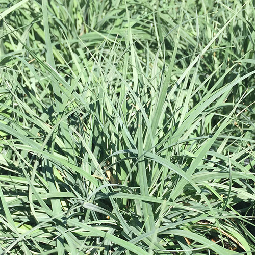 BLUE SEDGE Carex glauca (Blue Zinger)
