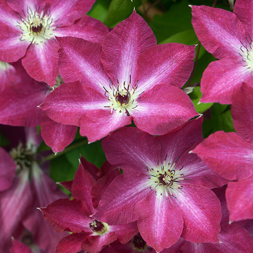 CLEMATIS Clematis  (Viva Polonia)