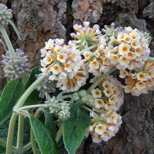 GOLDEN NECTAR BUSH Buddleia weyeriana (Golden Glow)