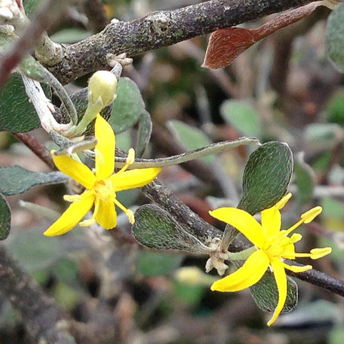WIRE NETTING BUSH Corokia cotoneaster