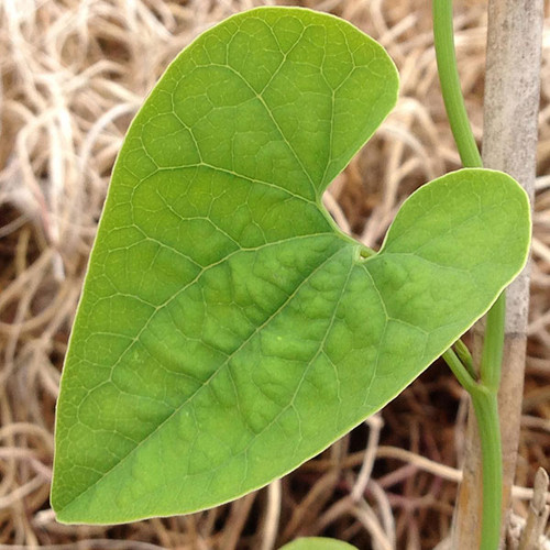 KOREAN DUTCHMAN'S PIPE Aristolochia manshuriensis