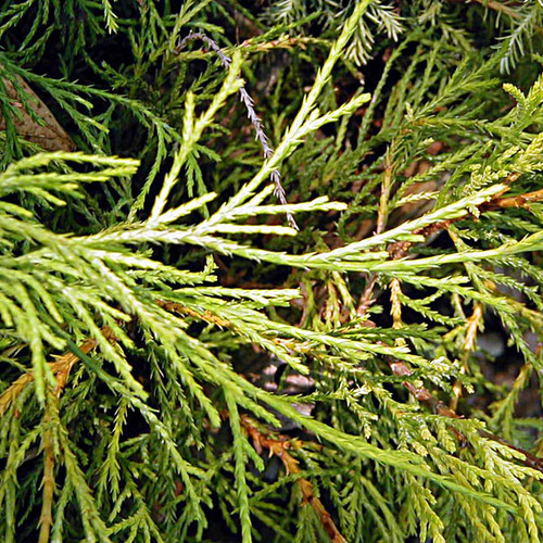 JAPANESE FALSE CYPRESS Chamaecyparis pisifera (Lemon Thread)