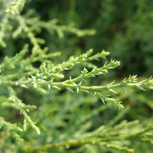 SARGENT CYPRESS Cupressus sargentii